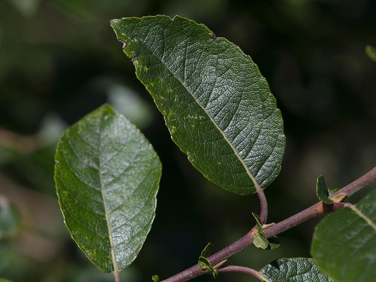 Blatt und Nebenblätter